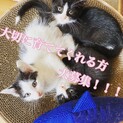 子猫の里親を募集します