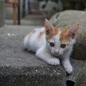 茶白の子猫ちゃん、里親募集中