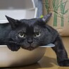 の写真
