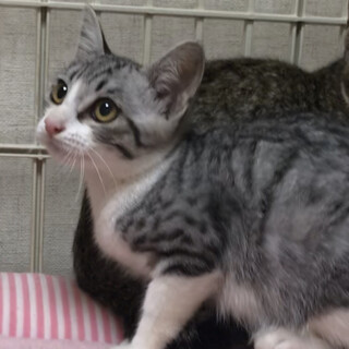 海っこ３兄弟　鼻ピンクのサバシロちゃん