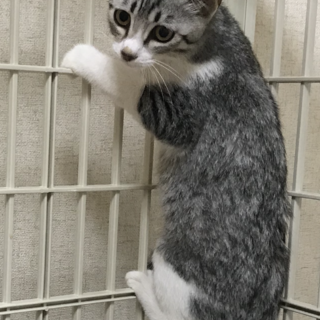 海っこ３兄弟　黒いお鼻のサバシロちゃん