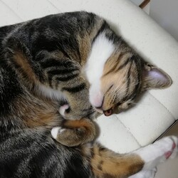 てまり、お誕生日