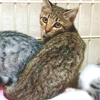 海っこ３兄弟　まん丸瞳のキジトラちゃん