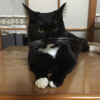 ココア