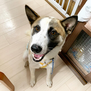 ニコニコ男子「カブ」