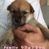 雑種の子犬 シフォンちゃん 里親様募集です☆ サムネイル2