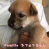 雑種の子犬 シフォンちゃん 里親様募集です☆ サムネイル3