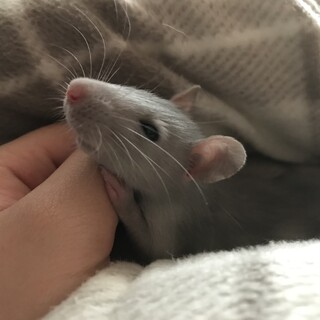 ファンシーラット♂︎ 約4ヶ月