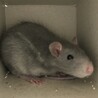 ファンシーラット♂︎ 約4ヶ月 サムネイル2