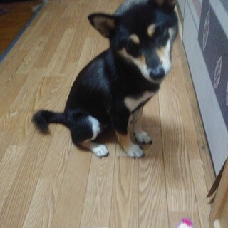 柴犬里親募集します