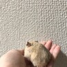 7/21日生まれ2匹のハムスター サムネイル2