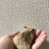 7/21日生まれ2匹のハムスター サムネイル3