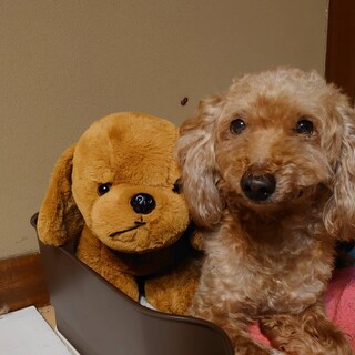 殺処分をま逃れたトイプードルのアラン君✨