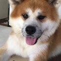 キリッと男前！秋田犬の「ゆうだ」くん再募集