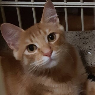 しっぽフサフサ、イケメン茶トラ君♂