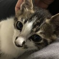可愛い元気な子猫ちゃんです。