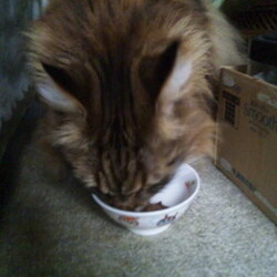 「ゲロゲロ大会の連鎖」サムネイル1