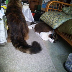 「ゲロゲロ大会の連鎖」サムネイル2