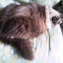 「ゲロゲロ大会の連鎖」サムネイル3