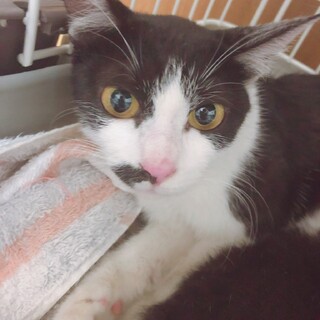 2歳のチョビちゃん