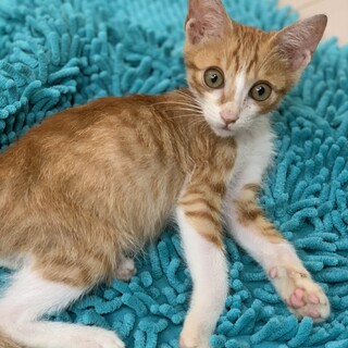 とっても甘えん坊な男の子