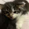 もふもふの猫ちゃん♂ 生後1ヶ月齢 サムネイル2