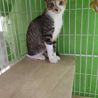 三毛の音ちゃん