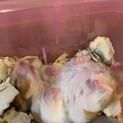 ゴールデンハムスターの子供の里親募集　残り1匹。
