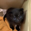 【交渉中】おめめぱっちりな黒猫