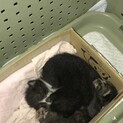 子猫3匹の里親さんになってください!