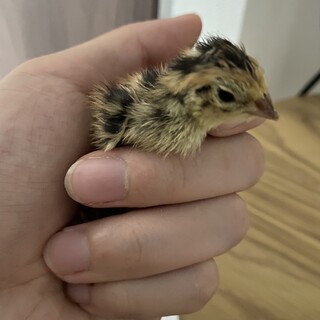 うずらの雛　里親募集