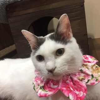 不適切飼育にて子供を産んだライラちゃん