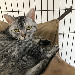 雑種のメス8歳、すごく人懐っこい。