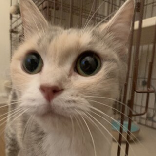 里親様に迎えられました。マンチカン7歳♀