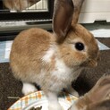うさぎ　ネザーランド✖️ロップイヤー