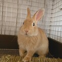 保護うさぎの 「ヴィナくん」（かくれんぼーず）