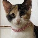 三毛猫のじゃすみん