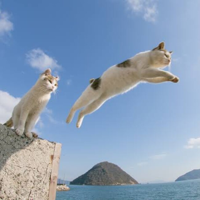 猫のツメのカバー写真