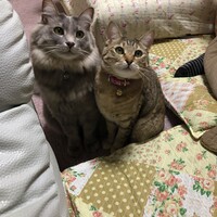 シュリ