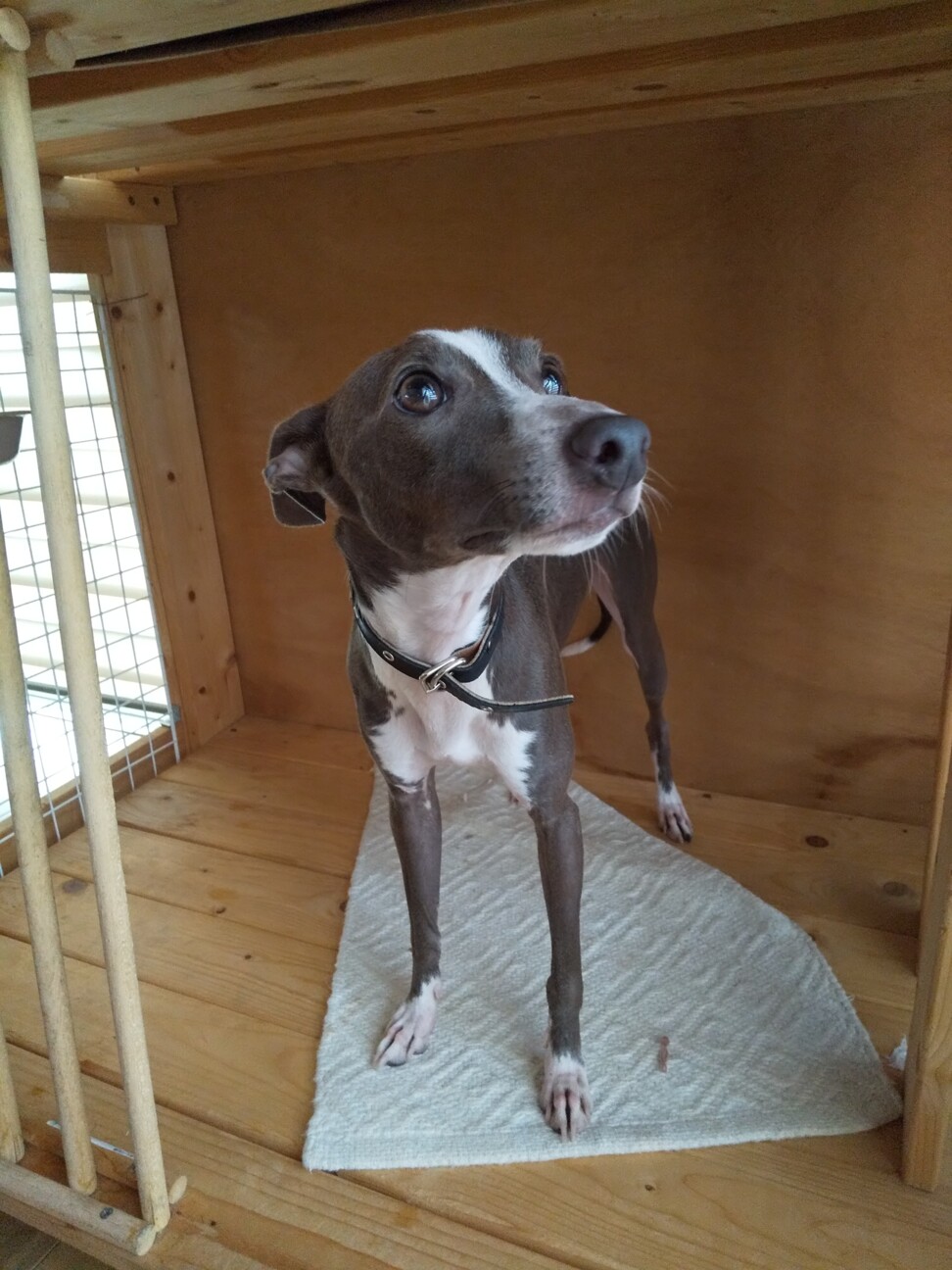 ポスター イタグレ 値下げしました 【公式通販】