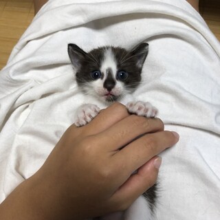 とても可愛いハチワレ君です。