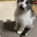 可愛い2ヶ月くらいの子猫♀