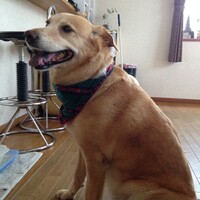 チョコ
