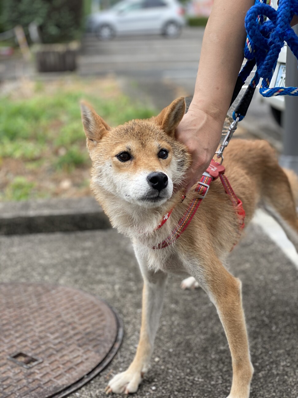ガリガリの豆柴mixです 熊本県 犬の里親募集 ペットのおうち 月間利用者150万人