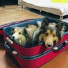 lam＆leonさん