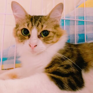 家族が出来ました♡キジ白ユキちゃん♡控えめ穏やか