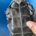クサガメ　甲羅サイズ13cm
