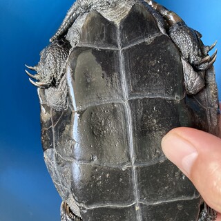 クサガメ　甲羅サイズ13cm