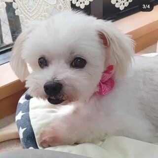 素敵な家族ができました、ありがとうございました♪