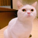 家族が出来ました♡白黒スコ2歳♂ニャジロウ♡